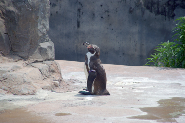 grape kun